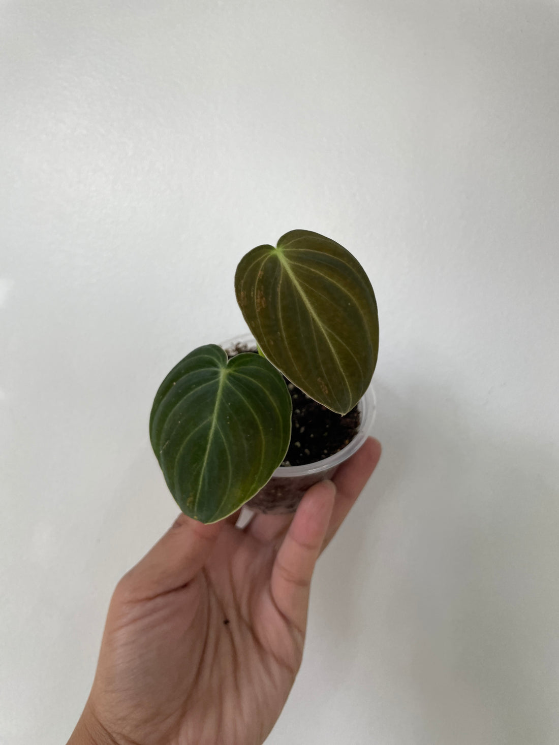 Philodendron Melanochrysum Small