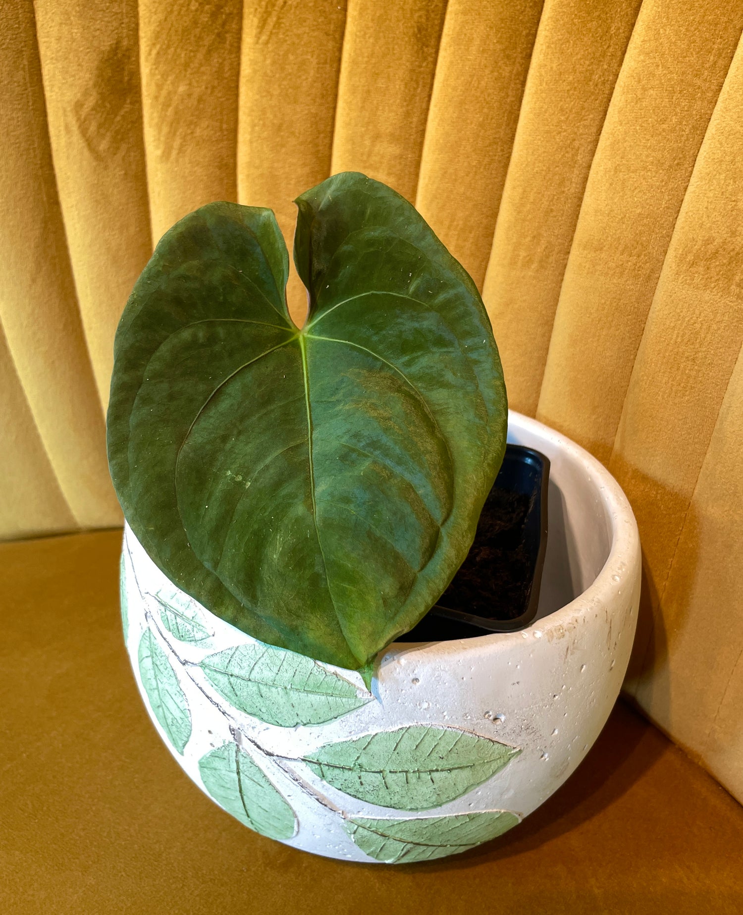 Anthurium Papilliaminum