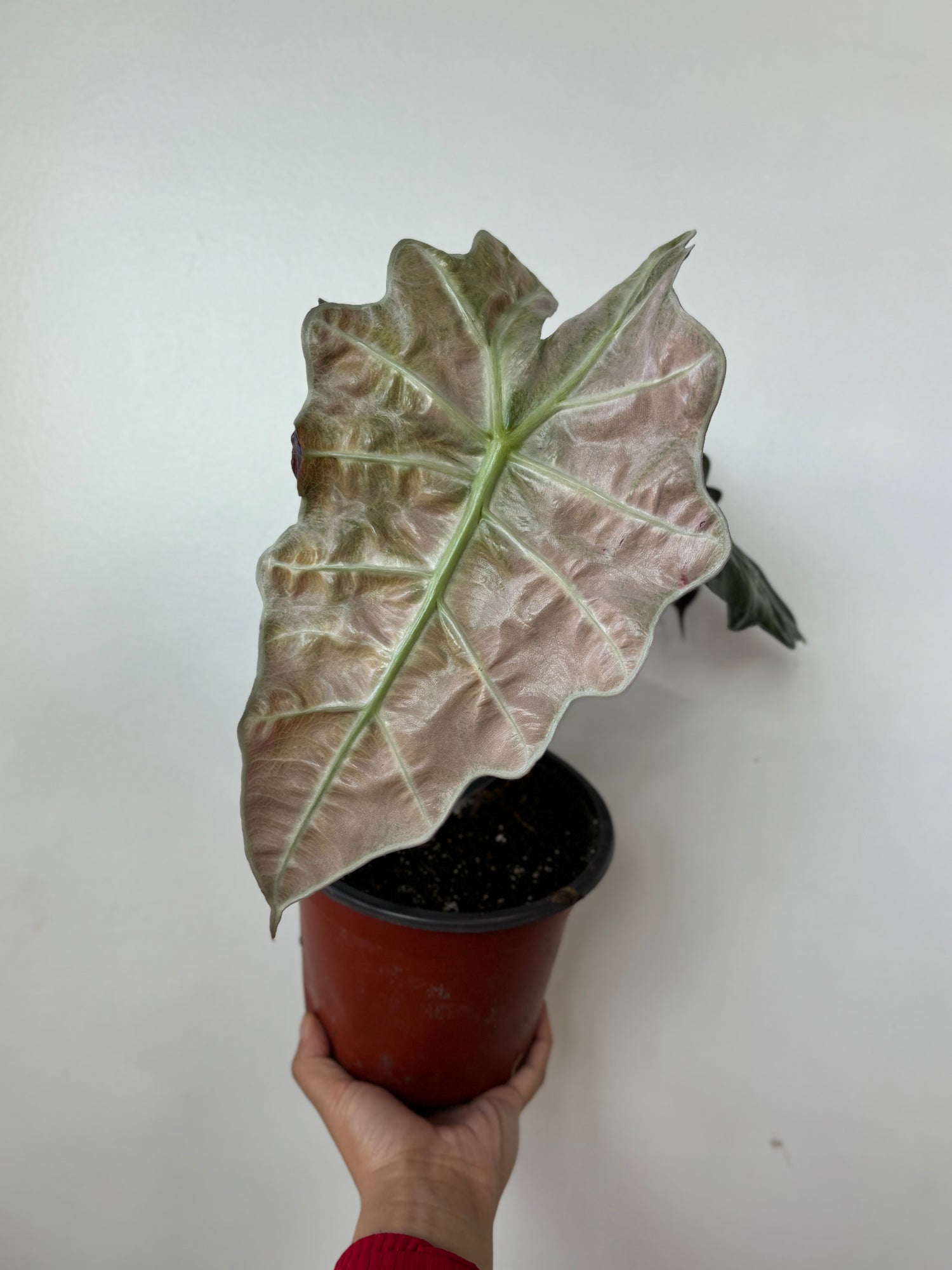 Alocasia Polly Variegated - Large