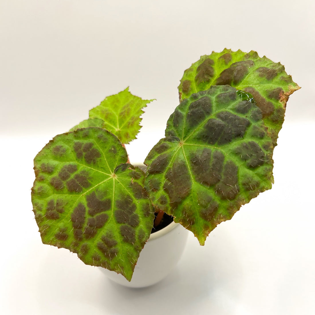 Begonia sp Sumatra