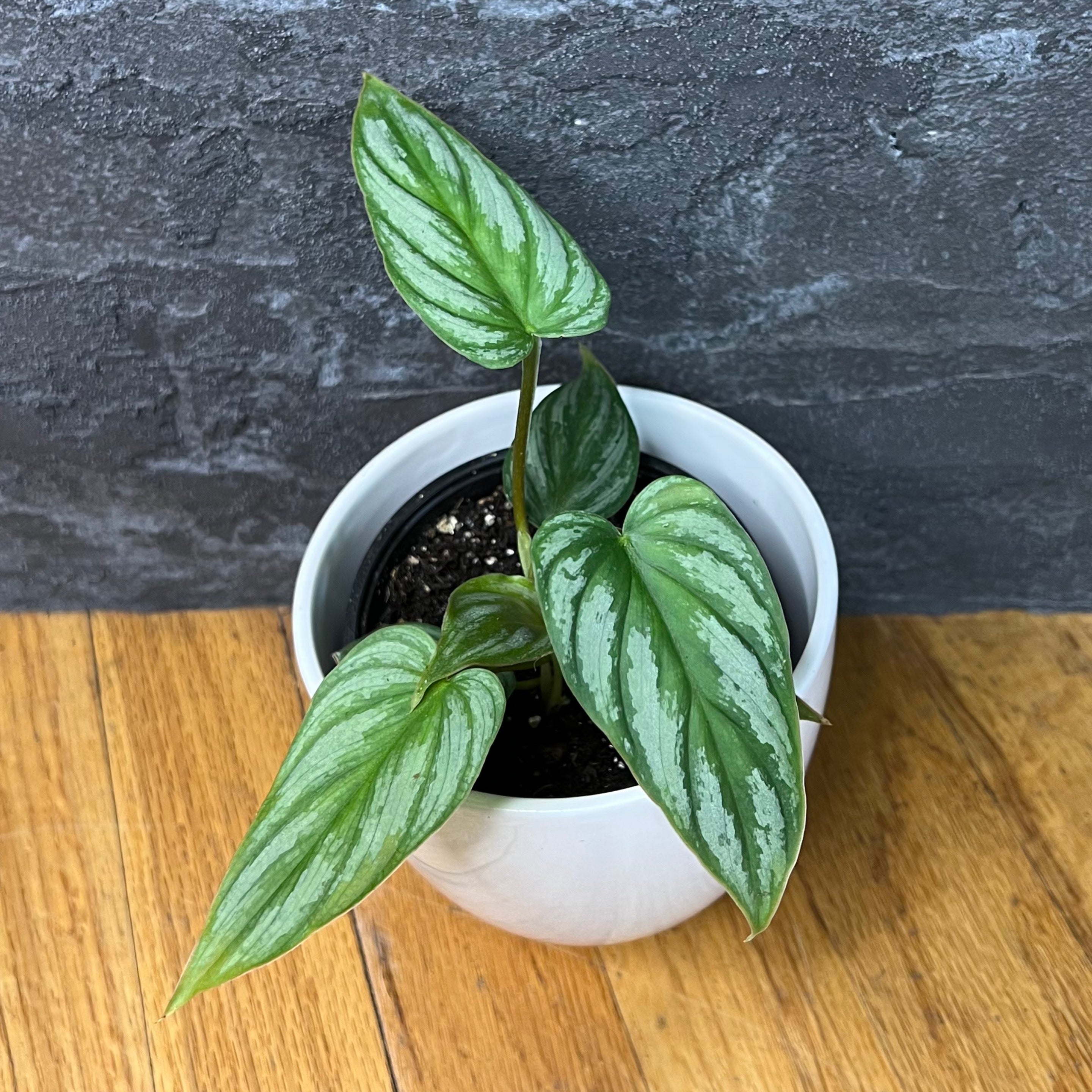 Philodendron Mamei Silver
