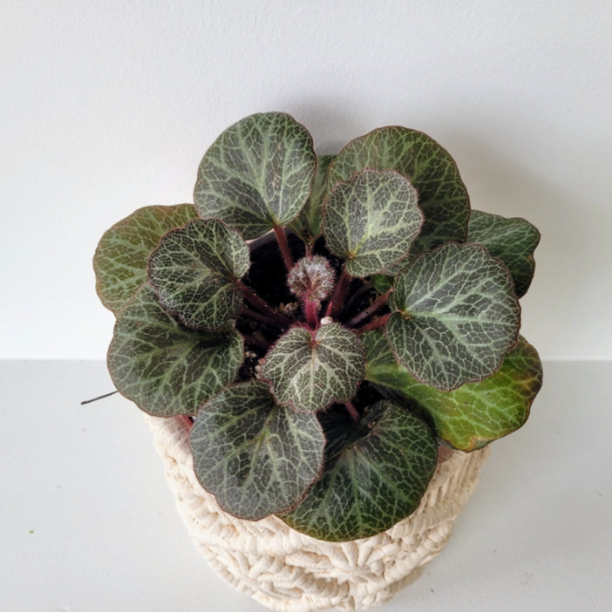 Strawberry Begonia