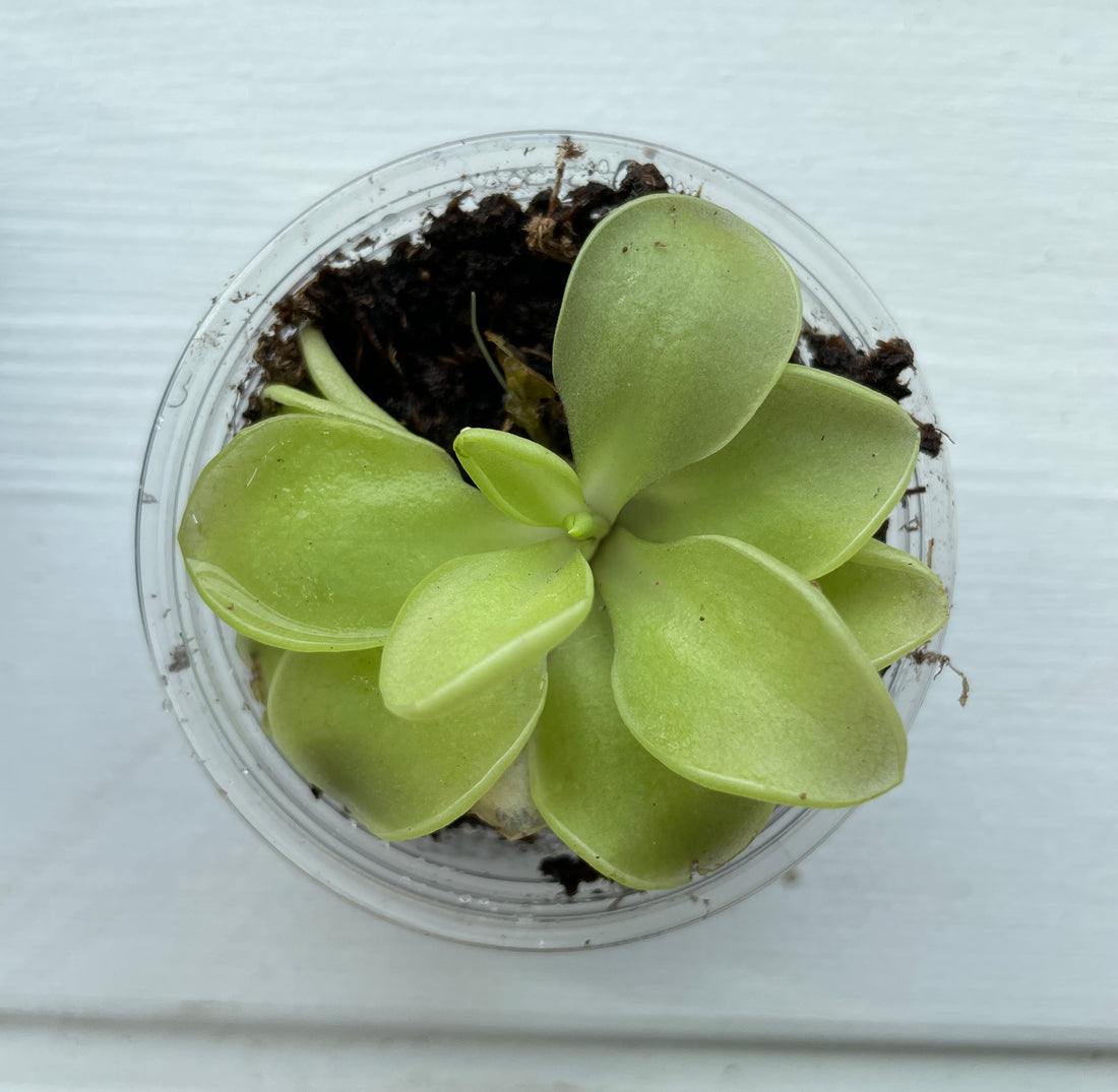 Pinguicula (carnivorous plant! )