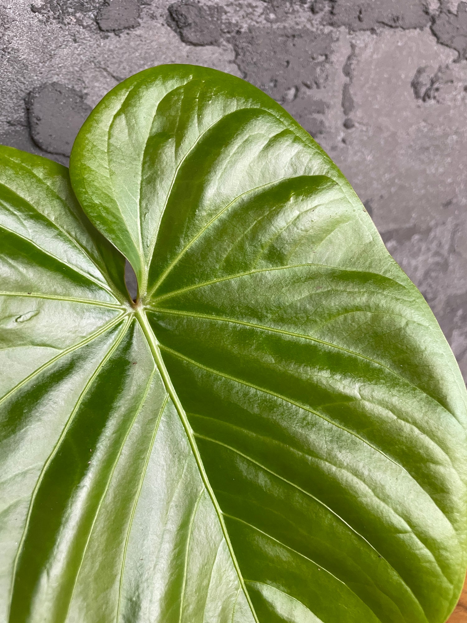 Anthurium sp &quot;Lime&quot;