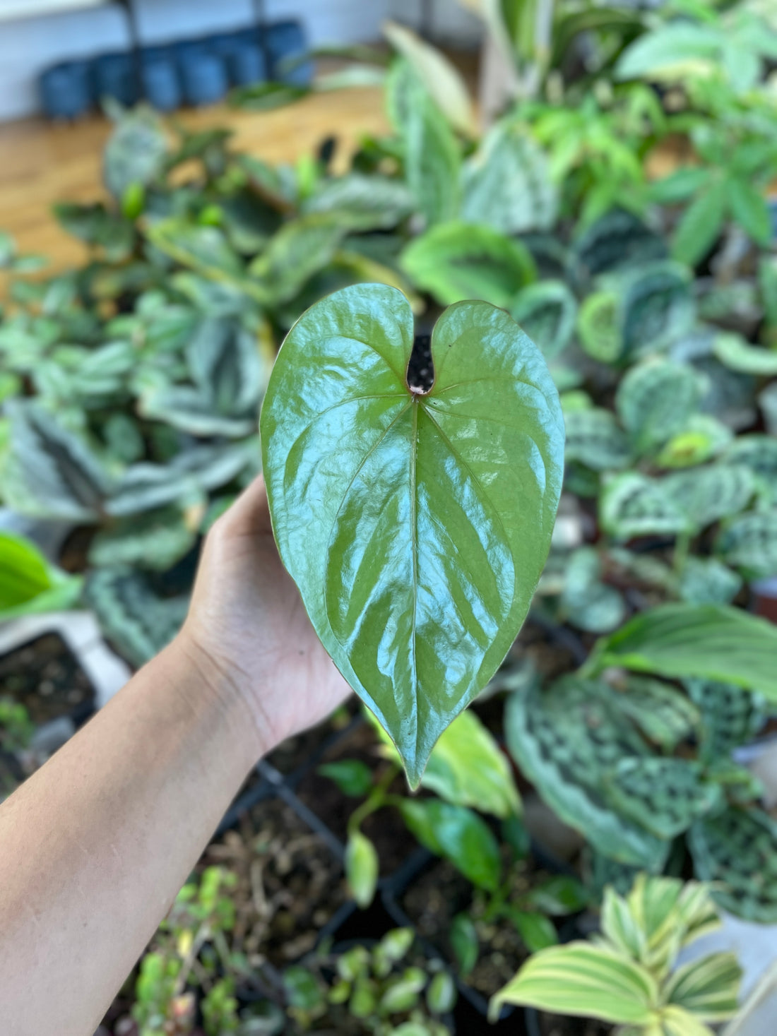 Anthurium sp. Silver Peru