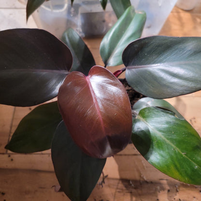 Philodendron Dark Lord