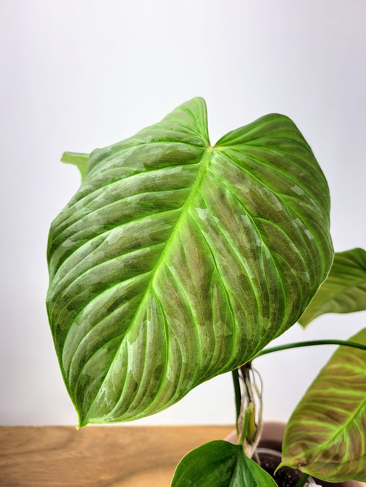 Philodendron Majestic