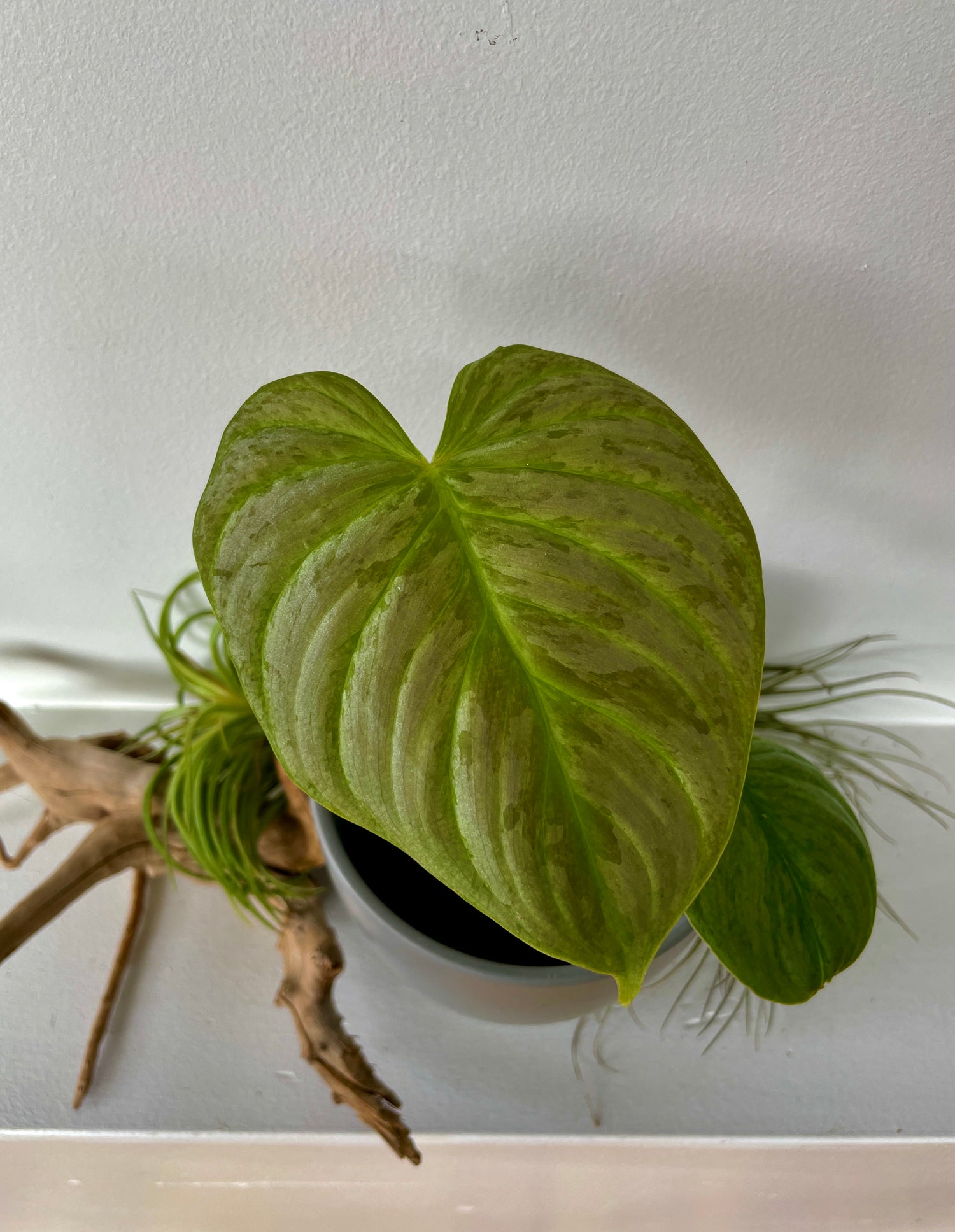 Philodendron Majestic (Small)