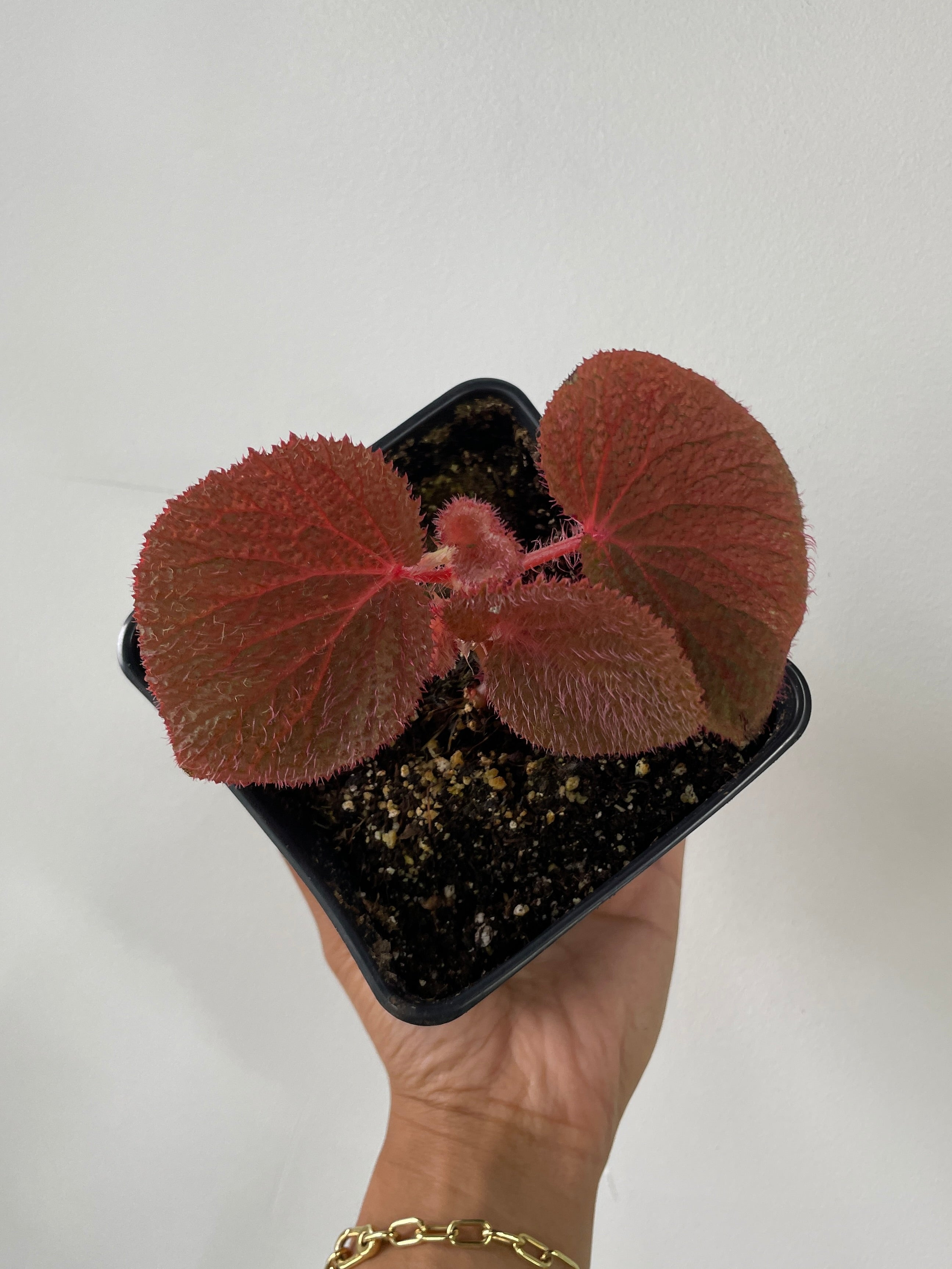 Begonia Biak