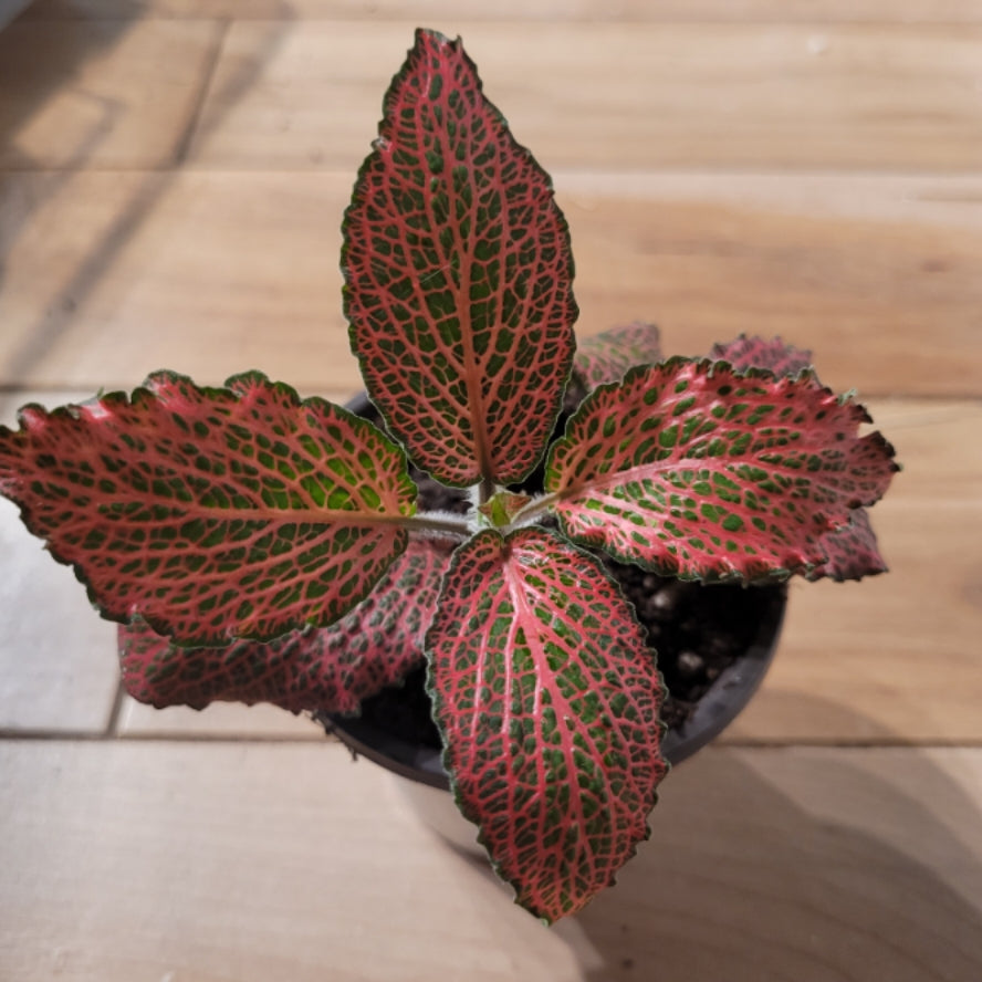 Fittonia Nerve Plant &