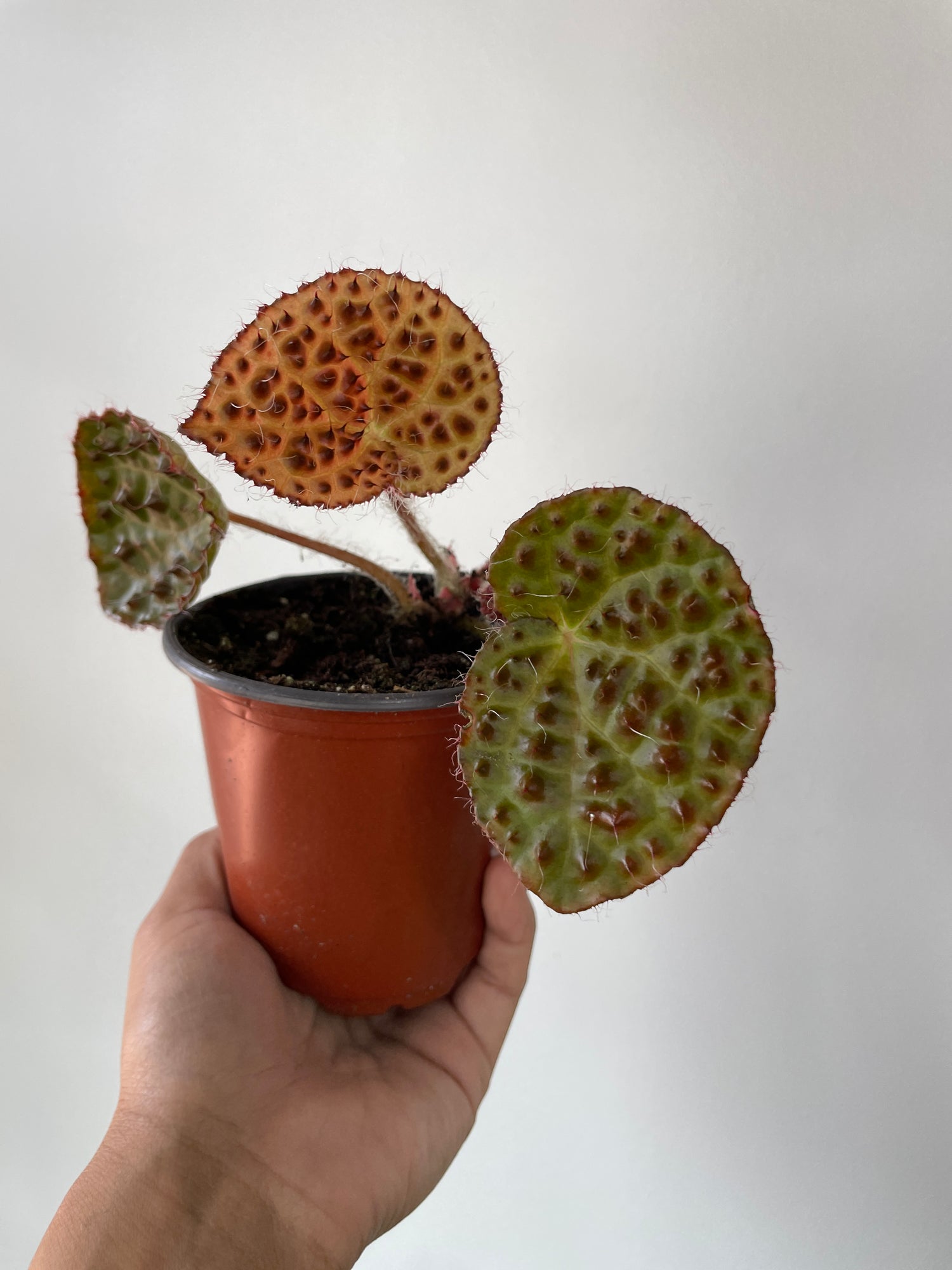 Begonia Ferox