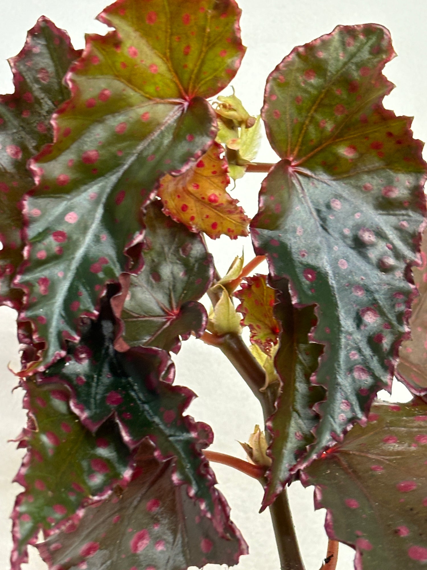 Begonia Amphioxus x Darthvaderiana