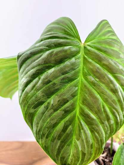 Philodendron Majestic