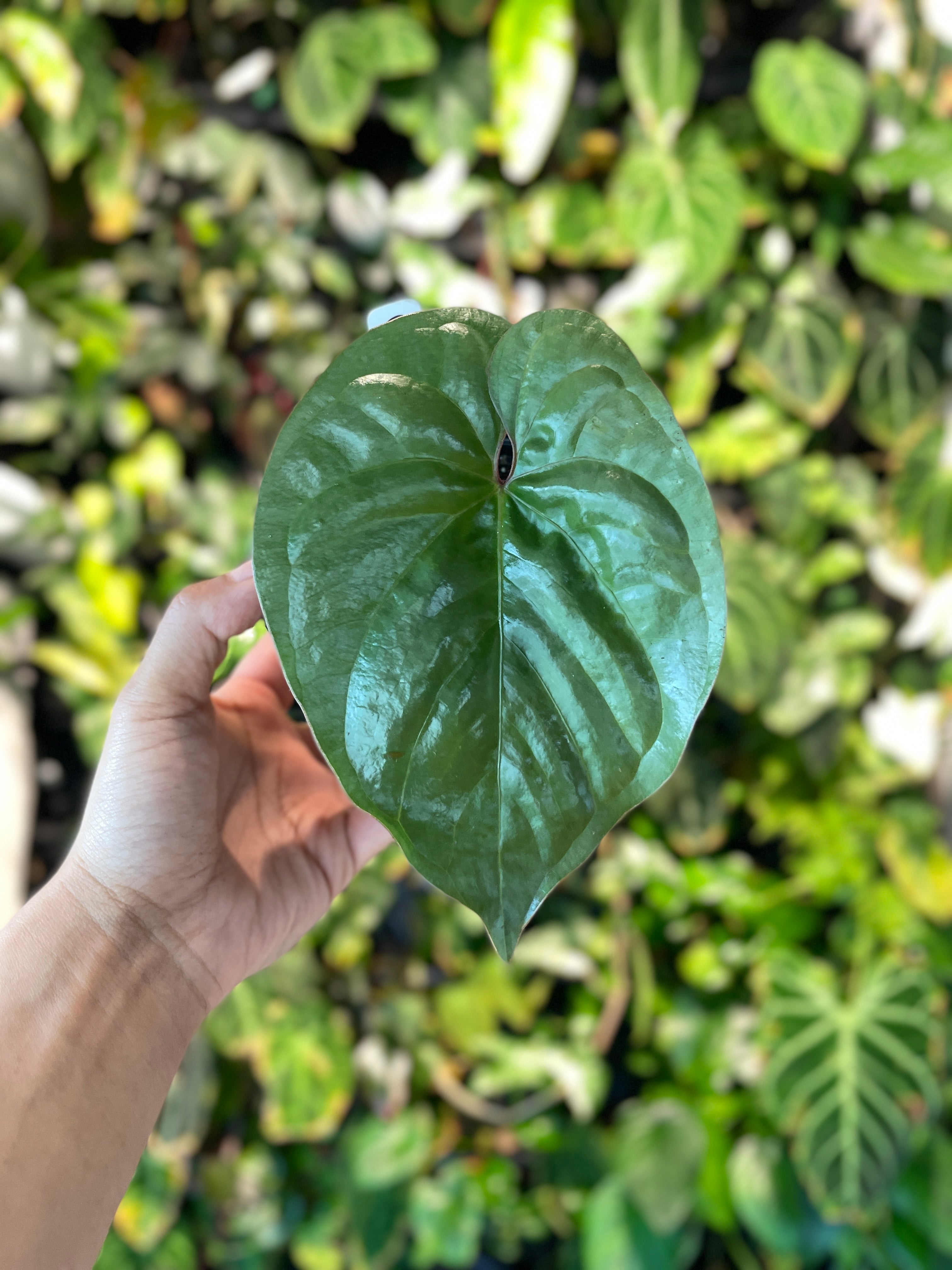 Anthurium sp. Silver Peru