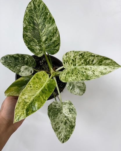 Philodendron Giganteum Marbled Variegated