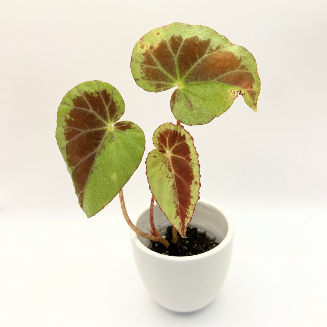 Begonia burkillii silver