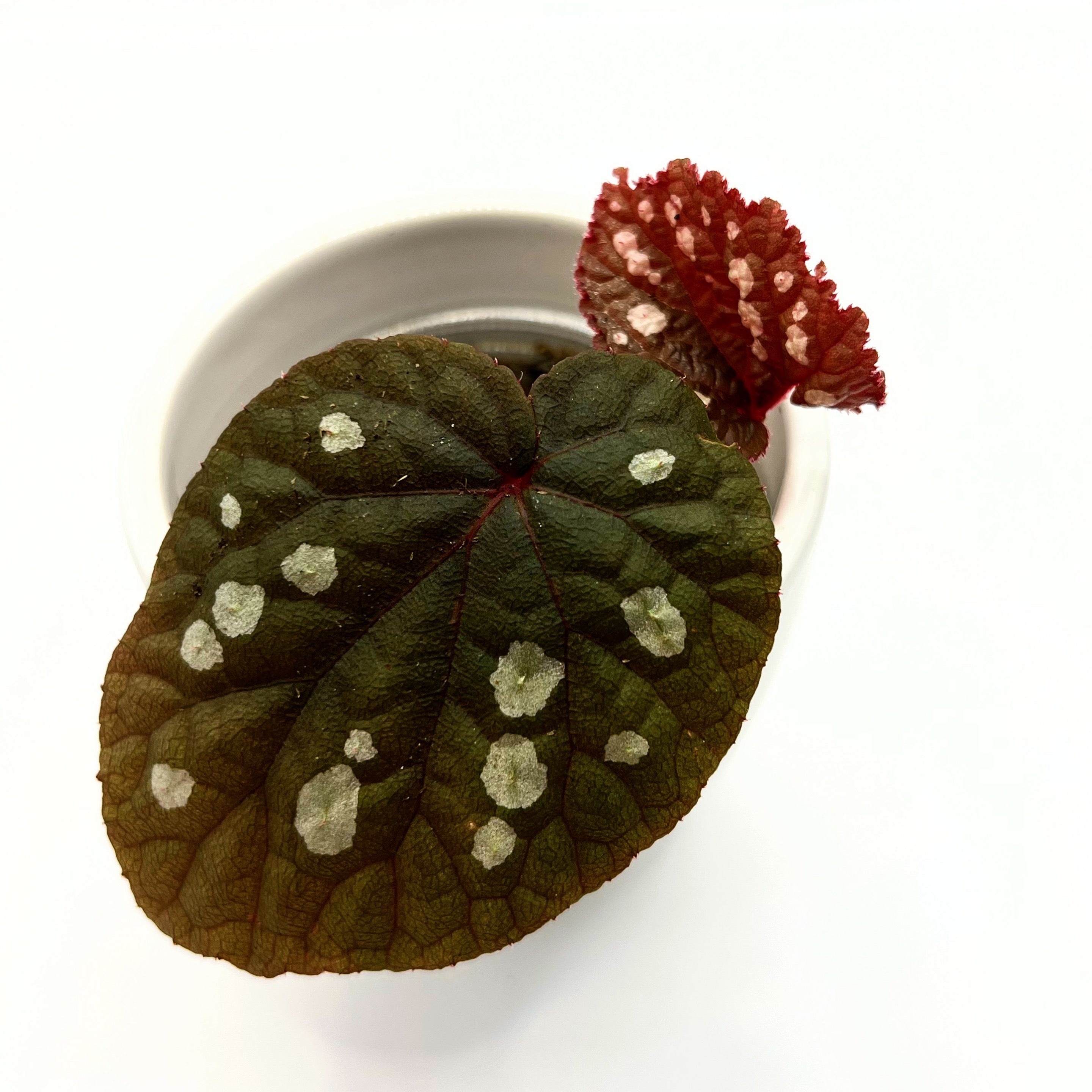Begonia erectocarpa