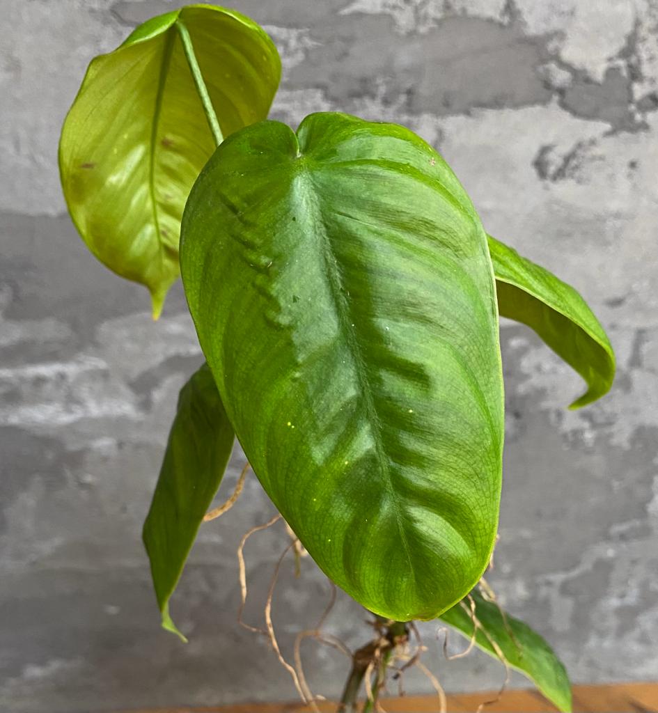 Philodendron Sharoniae Mosquera