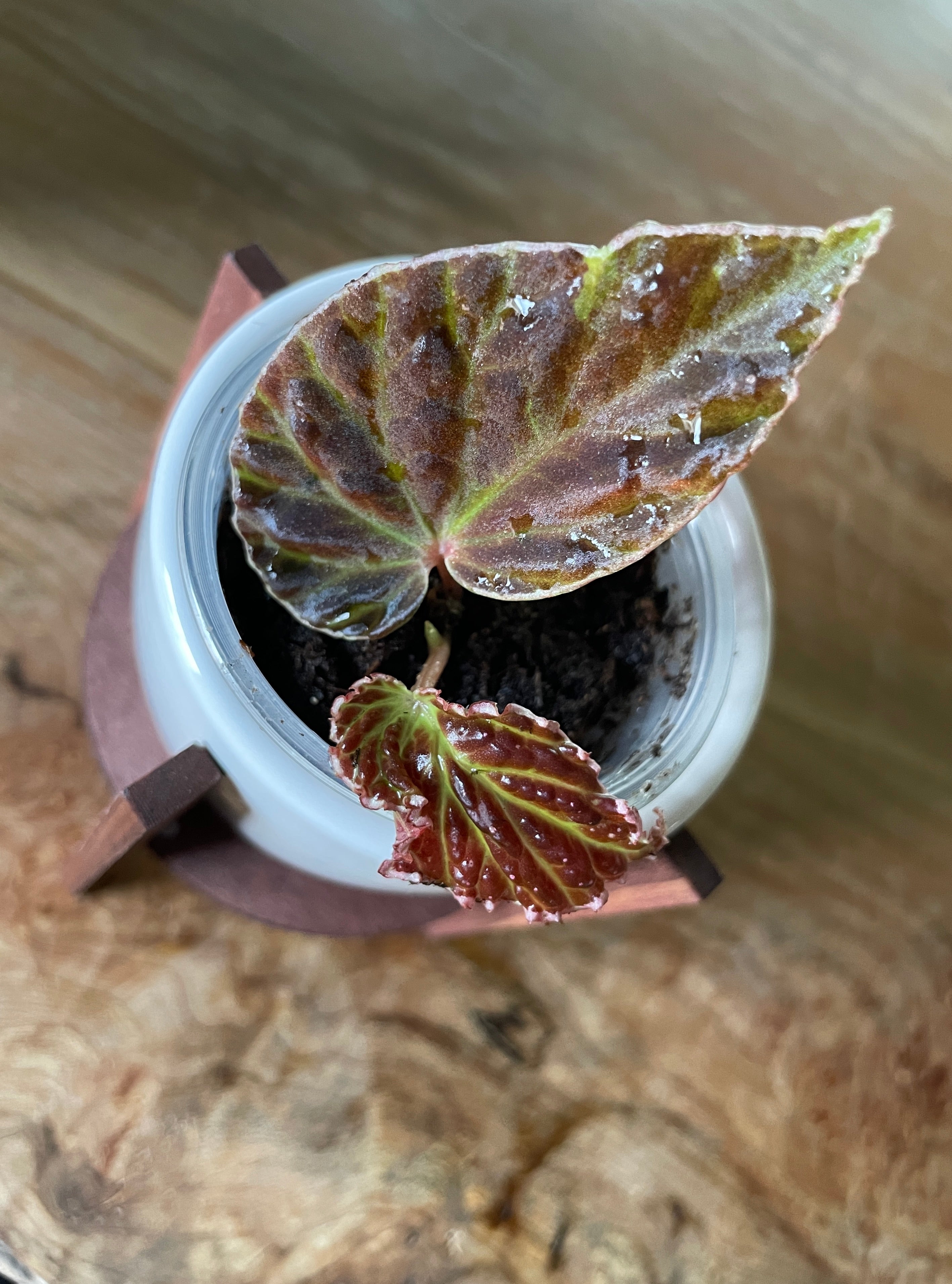 Begonia Darthvaderiana x Dracopelta