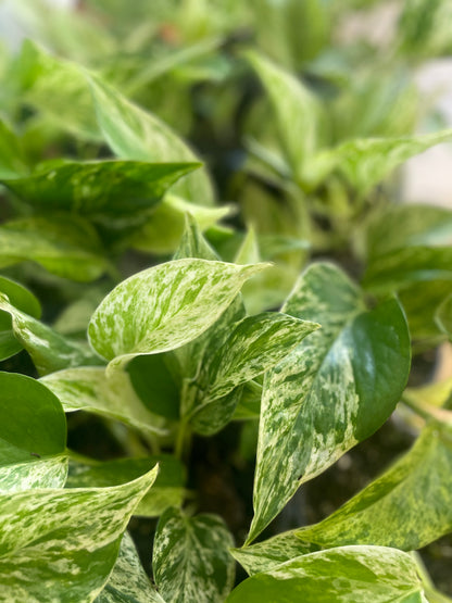 Pothos Marble Queen 4&quot;