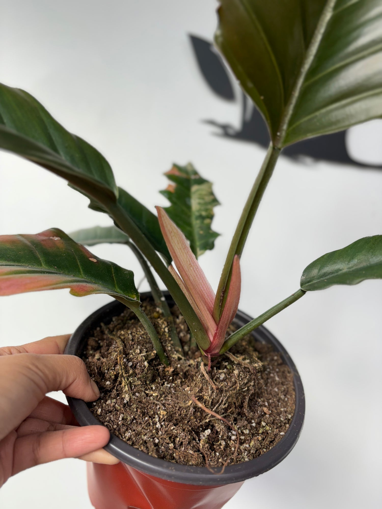Philodendron Caramel Marble Large