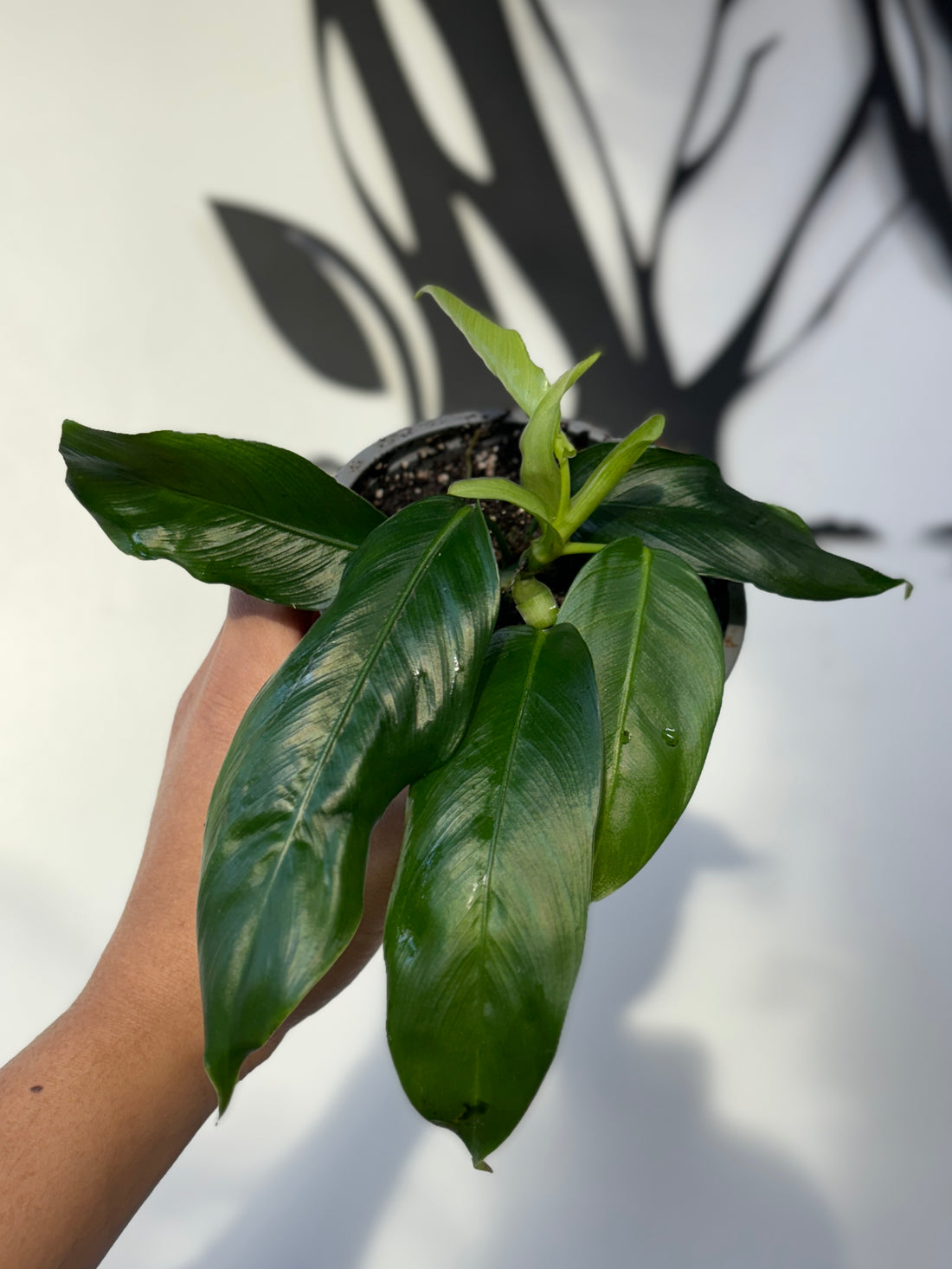 Philodendron Patriciae (small)