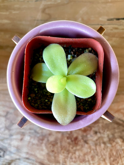 Pinguicula Gigantea