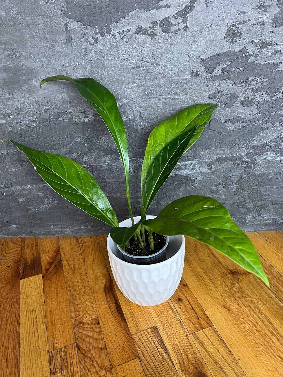 Anthurium Jenmanii Peru