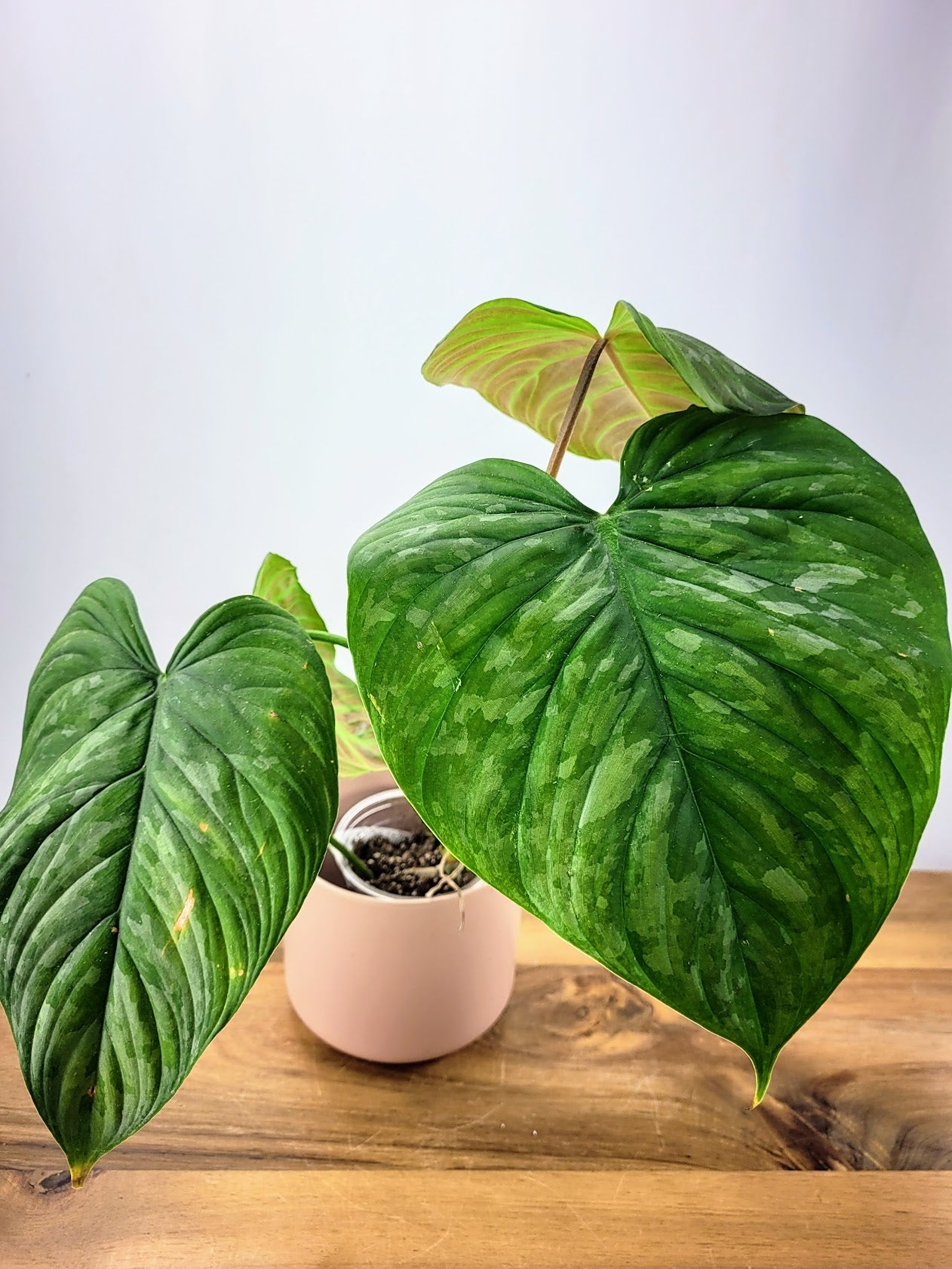 Philodendron Majestic