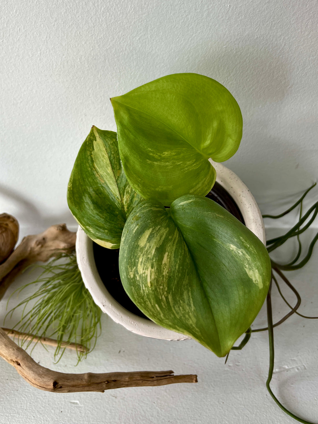 Scindapsus Treubii Moonlight Variegated 