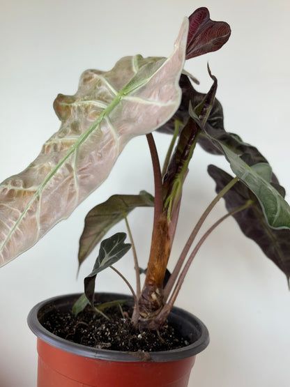 Alocasia Polly Variegated - Large