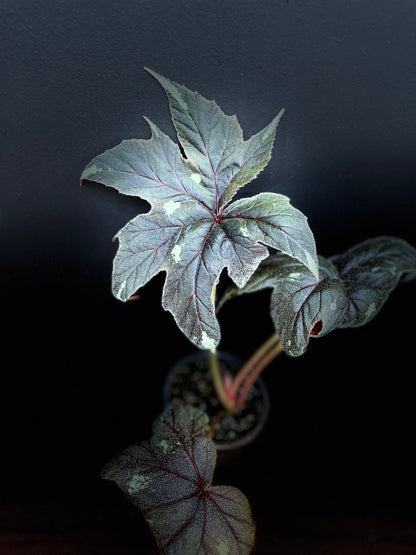 Begonia Ludwigii Dark