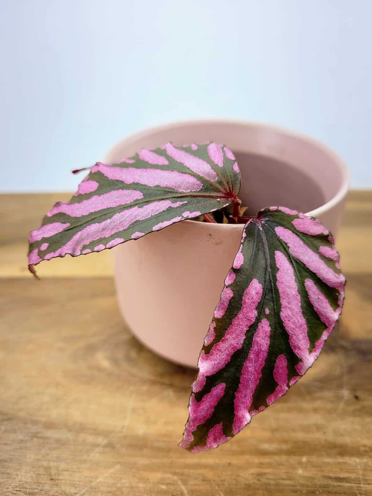 Begonia Julau