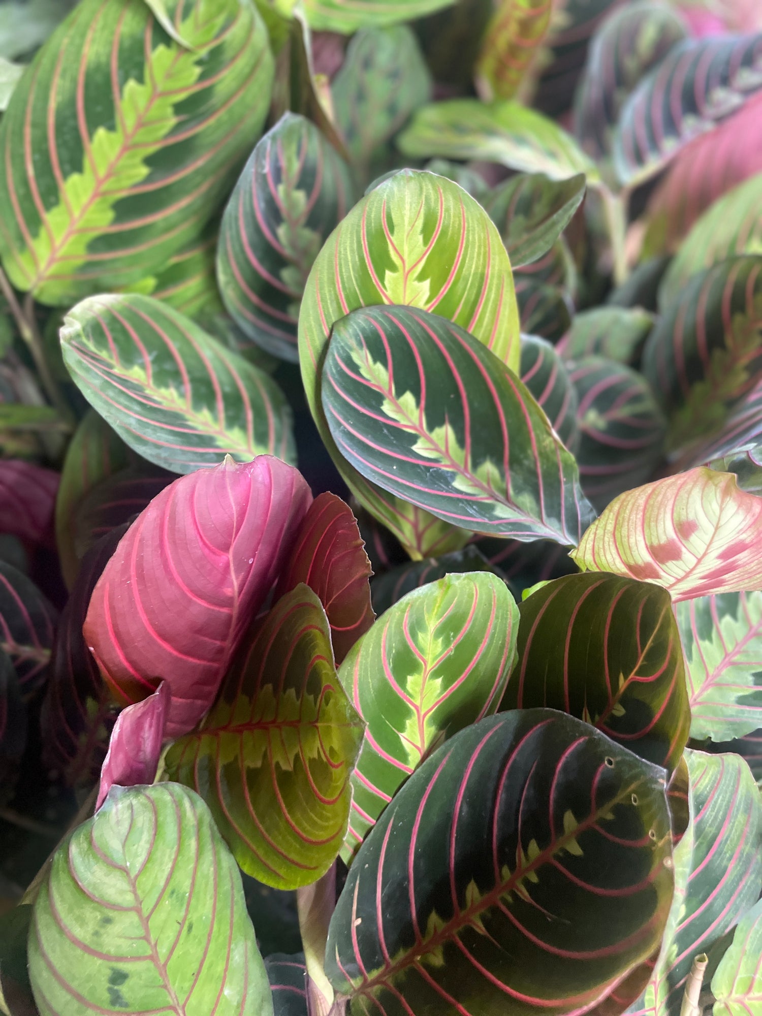 Maranta Red - Prayer Plant