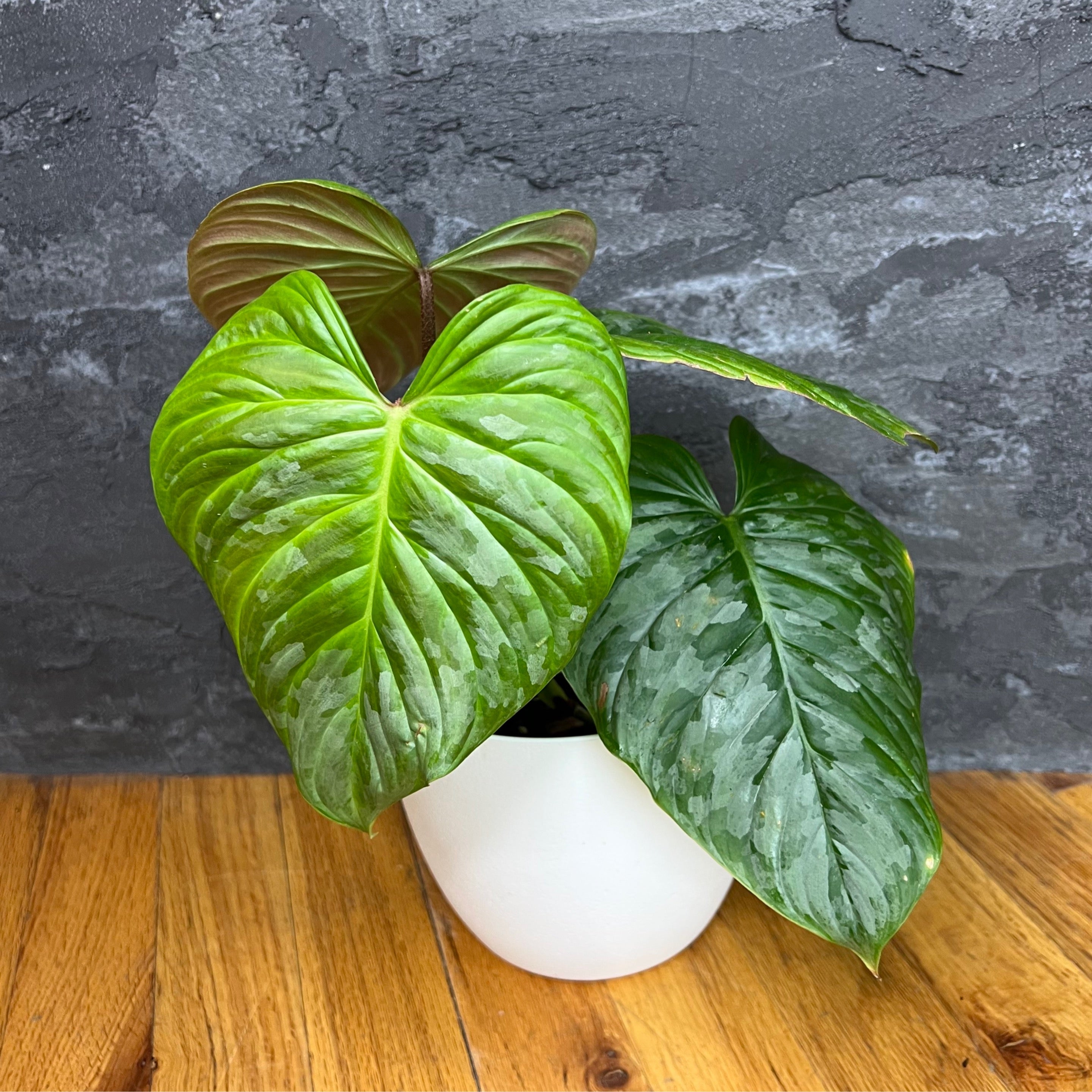 Philodendron Majestic