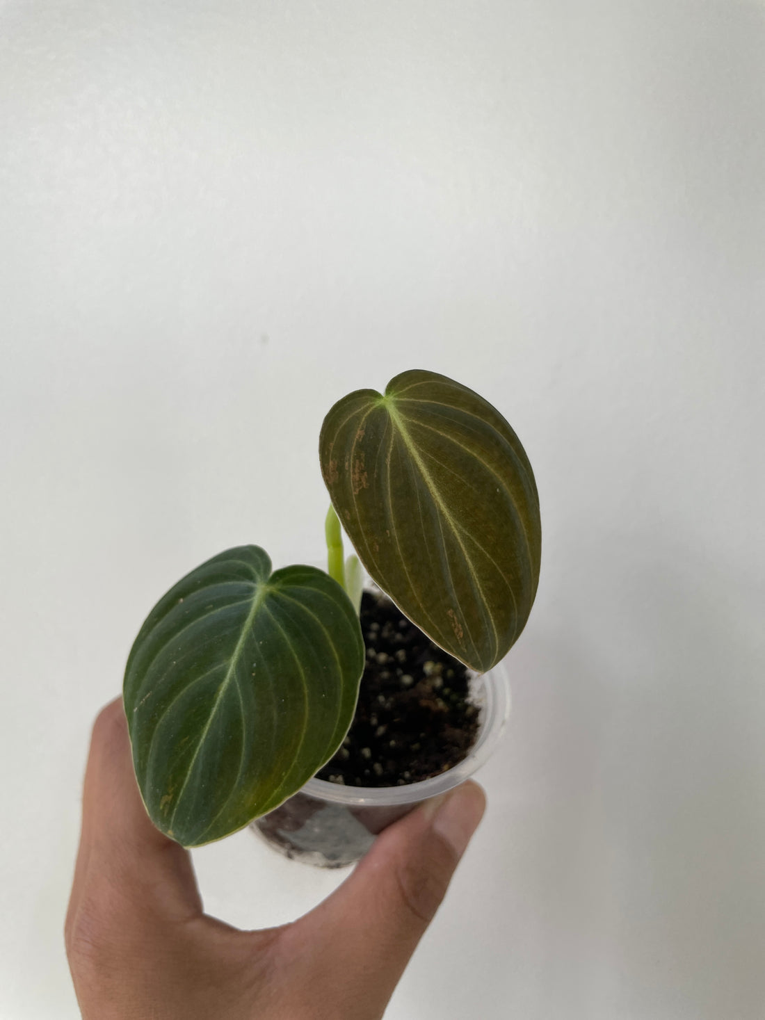 Philodendron Melanochrysum Small