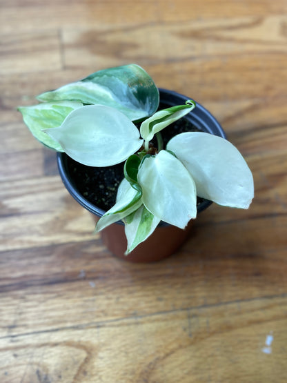 Philodendron Gabby