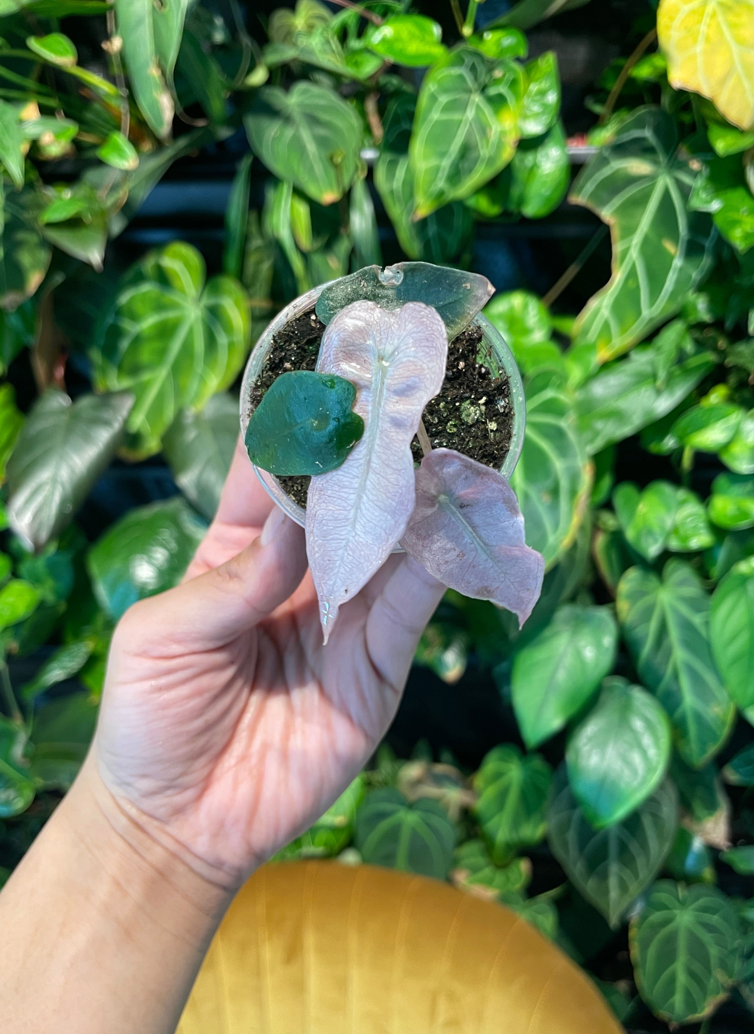 Alocasia Amazonica Polly Variegated