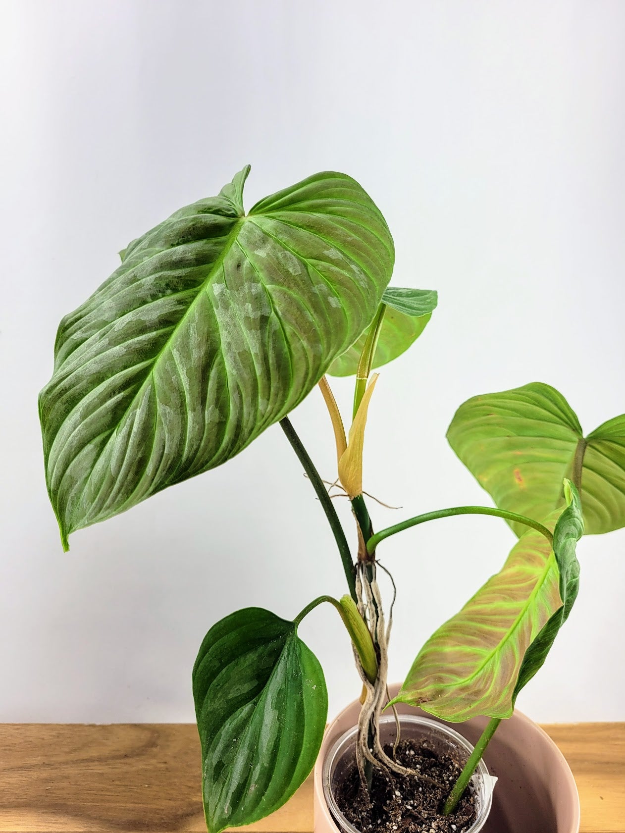 Philodendron Majestic