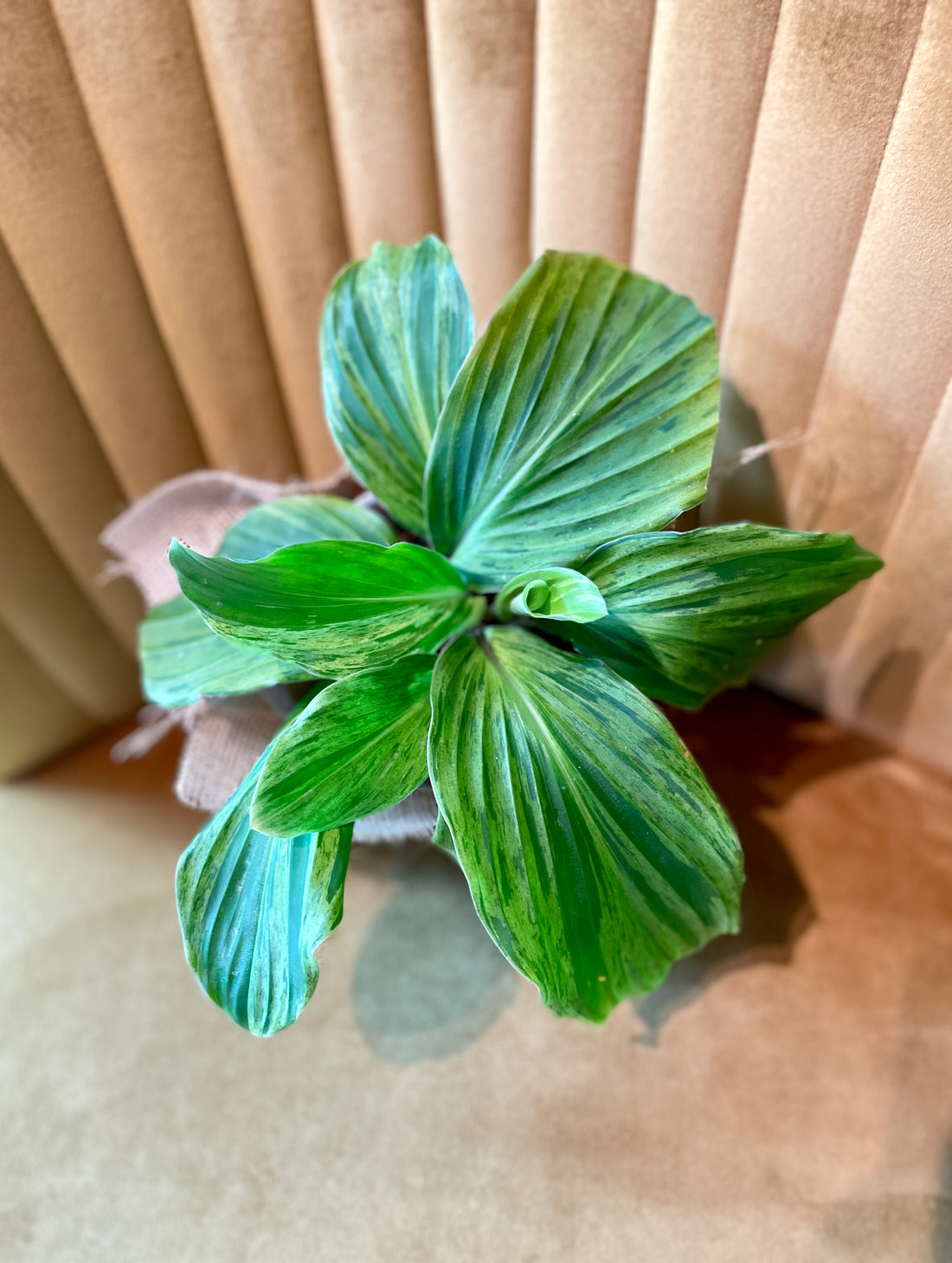 Kaempferia Variegated