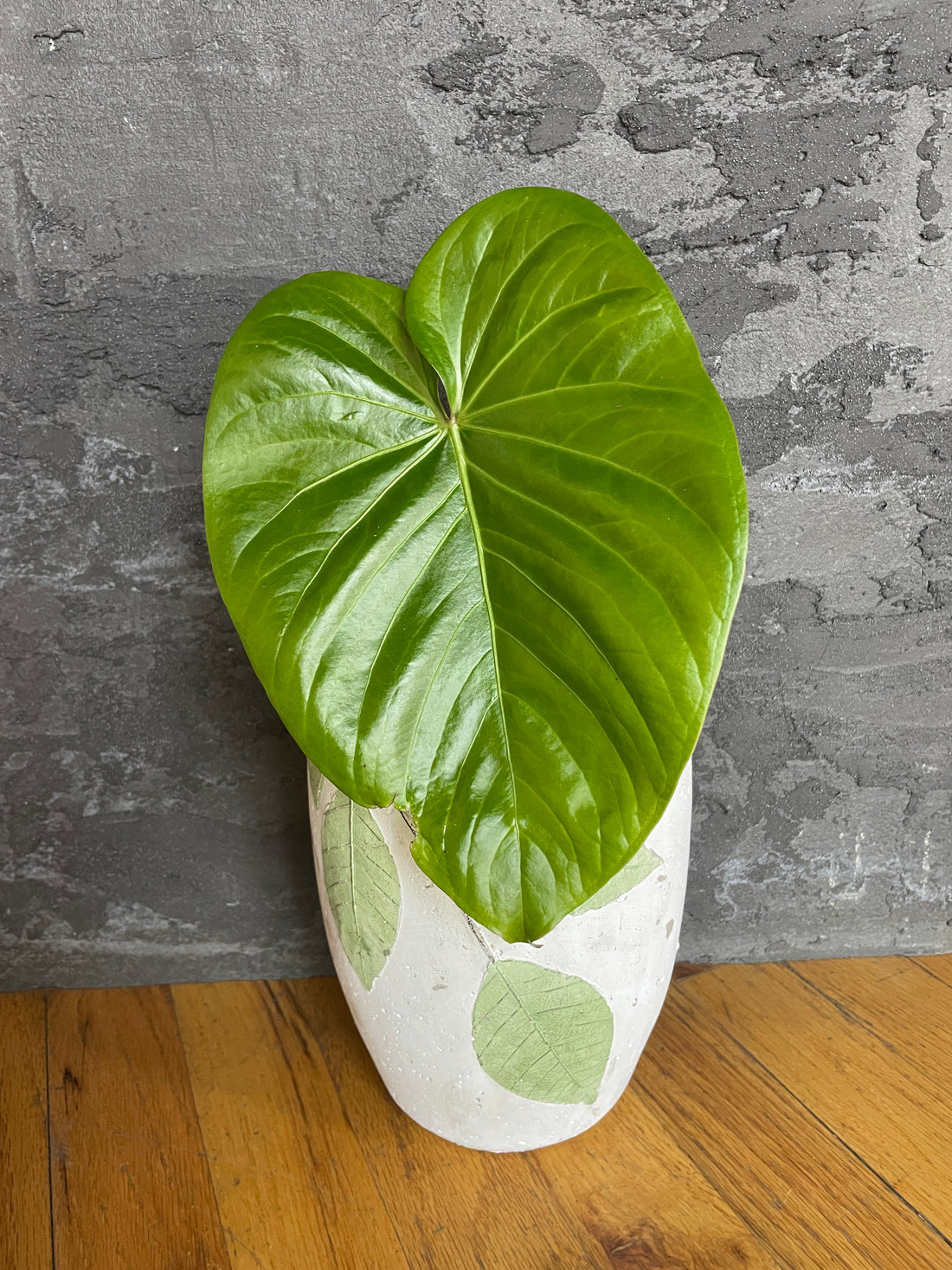 Anthurium sp &quot;Lime&quot;