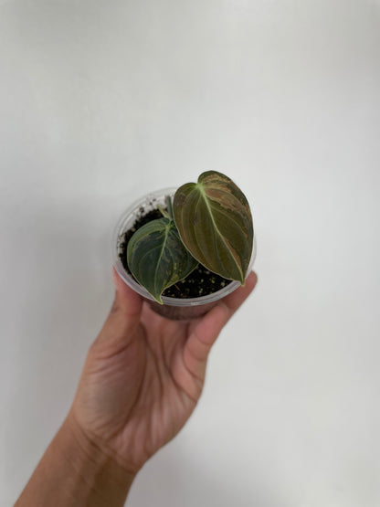 Philodendron Melanochrysum variegated