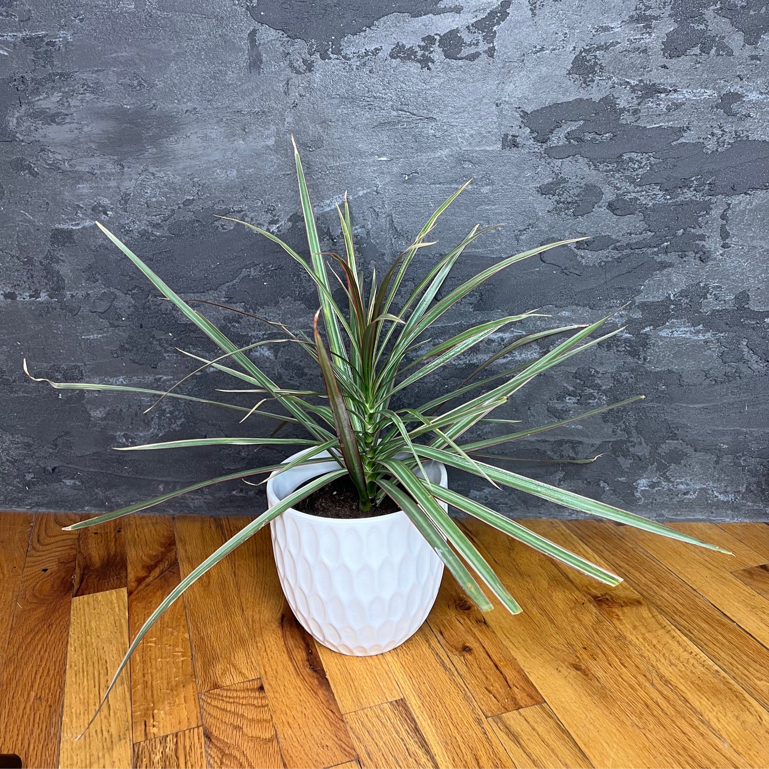 DRACAENA Variegated