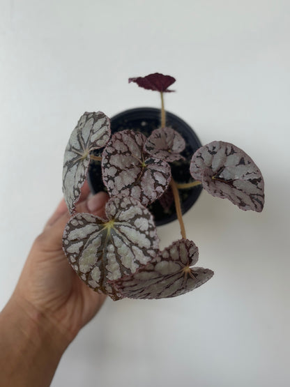 Begonia Silver Dollar