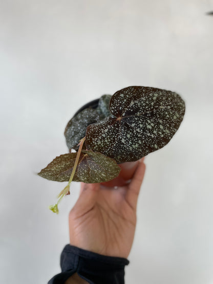 Begonia moona