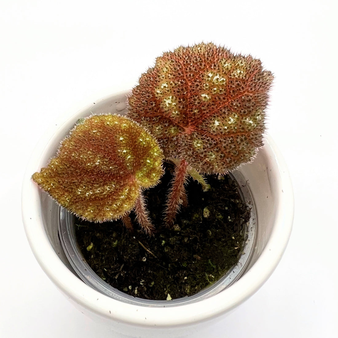 Begonia Kui