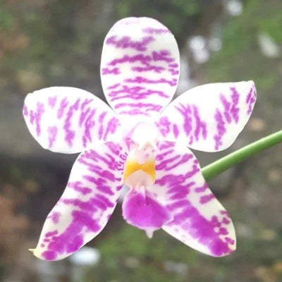Phalaenopsis amboinensis x hieroglyphica