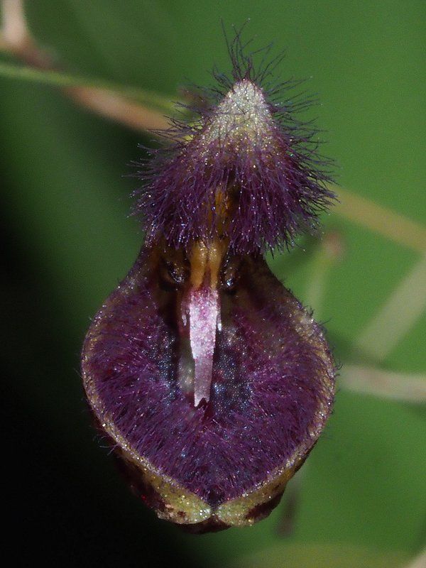 Pleurothallis cypripedioides