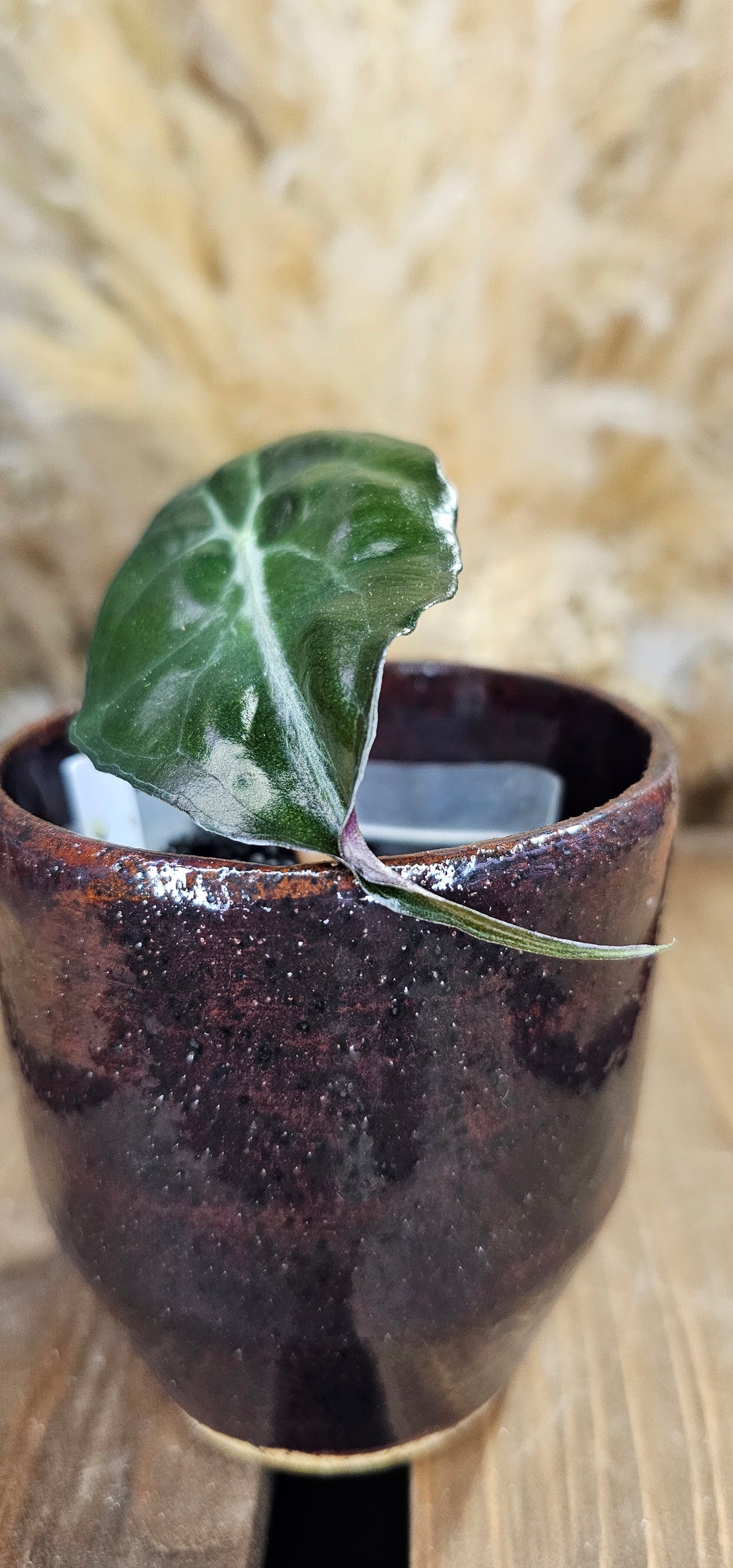Alocasia Venom
