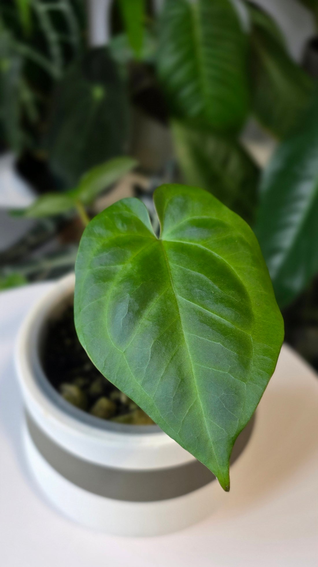 Anthurium Titanium (C)